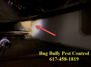 bug bully pest control wasp nest Auburn ma