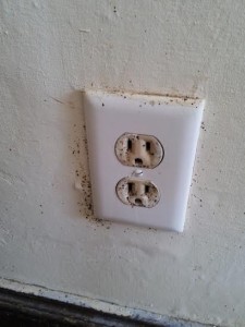 bed bug fecal stains around the wall outlet