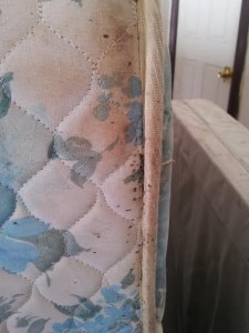 bed bug fecal stains on the mattress