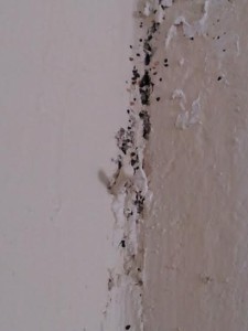 bed bug fecal stains on the wall