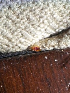 bed bug on bedding
