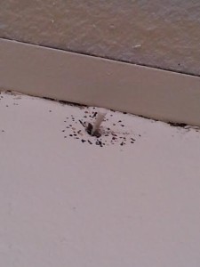 bed bug stains in the ceiling