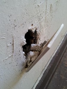 bed bugs in the wall outlet