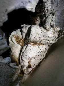 bed bugs in wall outlet 2