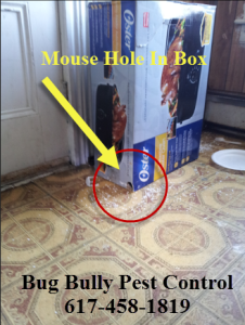 mouse hole in box bug bully pest control