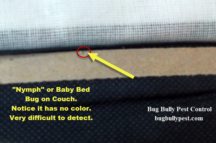 nymph bed bug bug bully pest control