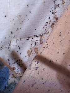 bed bug casings and fecal stains