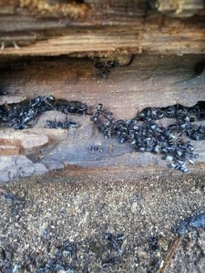 carpenter ants bug bully pest control